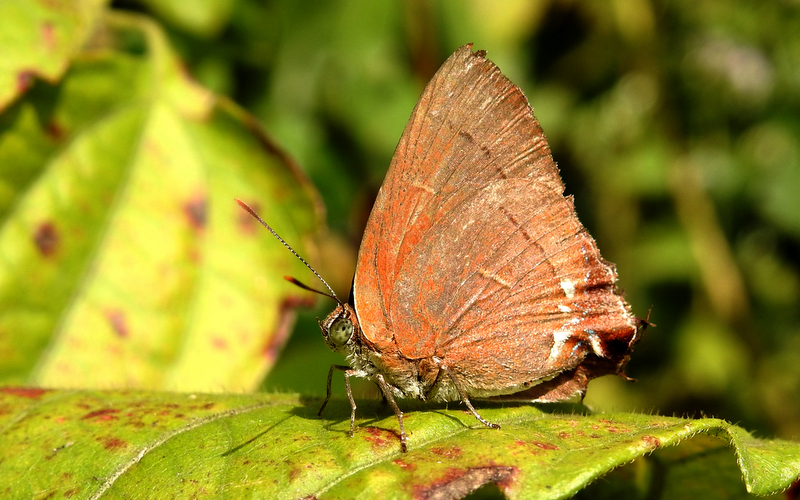 Butterflies